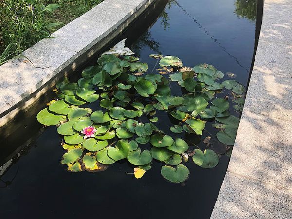 山東天朗環(huán)保后花園